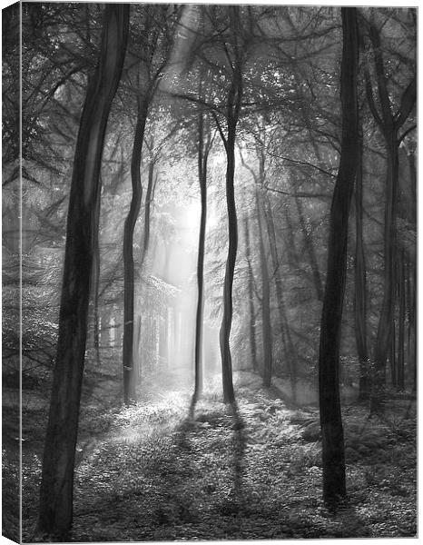  The light and shadows of the forest Canvas Print by Ceri Jones