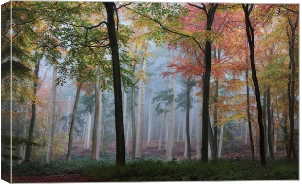  Autumn Woodlands Canvas Print by Ceri Jones