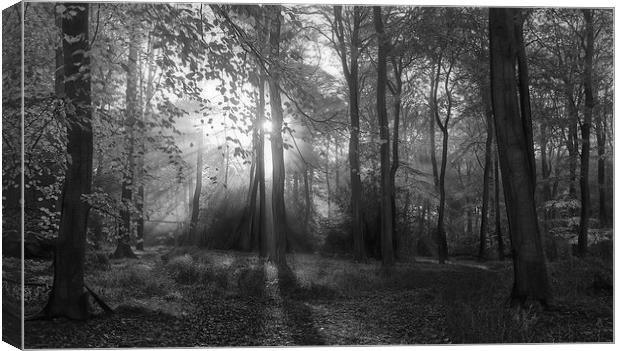  Misty Morning Woodlands B&W Canvas Print by Ceri Jones