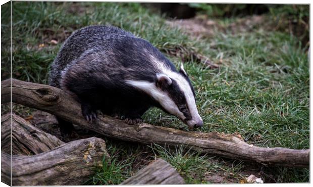 Badger on a branch Canvas Print by Ceri Jones