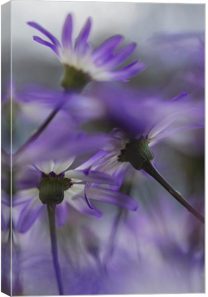 Senetti Flowers Canvas Print by Ceri Jones