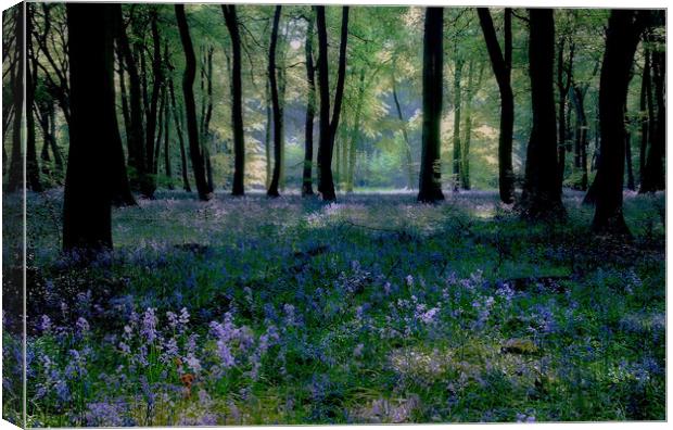 Bluebell Woods Canvas Print by Ceri Jones