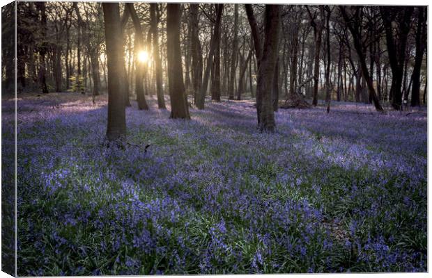 Evening Bluebells Canvas Print by Ceri Jones