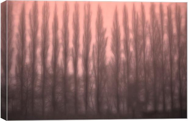 Trees in the Mist Canvas Print by Ceri Jones