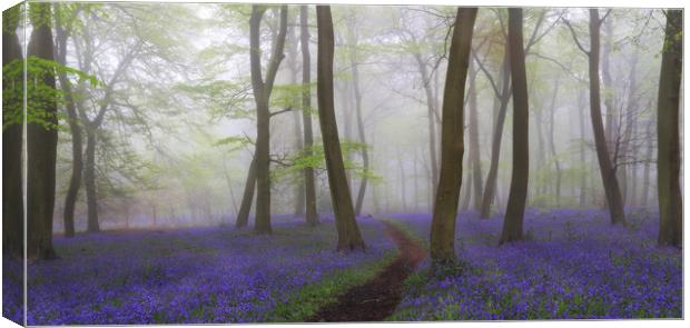 Misty Spring Bluebells Canvas Print by Ceri Jones