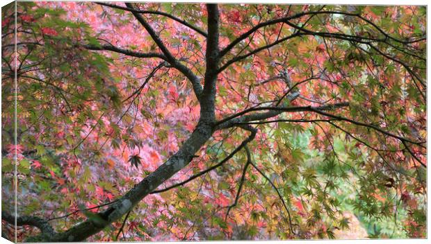 Autumn Leaves Canvas Print by Ceri Jones