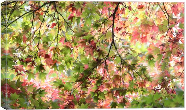Glorious Autumn  Canvas Print by Ceri Jones
