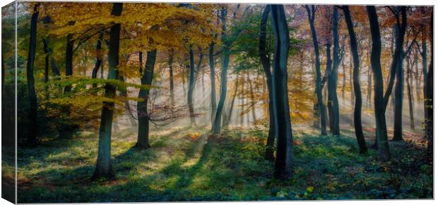 Morning Autumn Woods Canvas Print by Ceri Jones