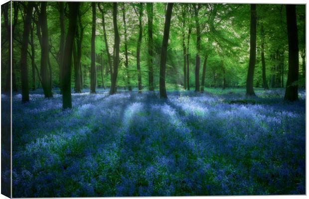 Evening Bluebells Canvas Print by Ceri Jones