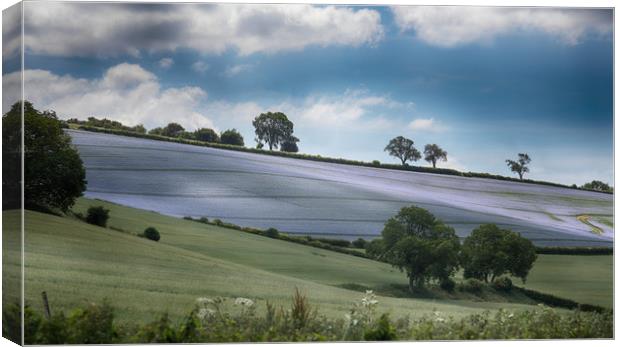 Linseed Field Canvas Print by Ceri Jones