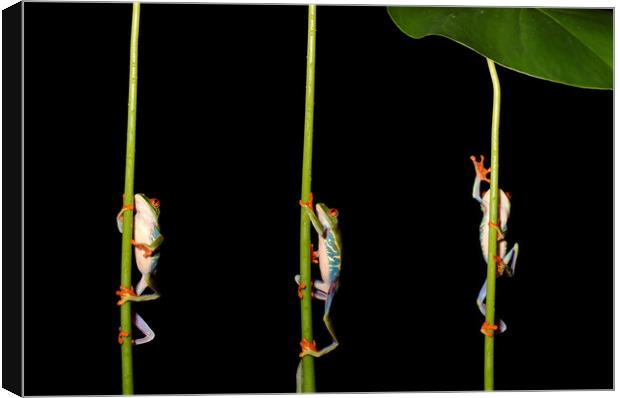 Climbing Red Eyed Tree Frogs Canvas Print by Ceri Jones