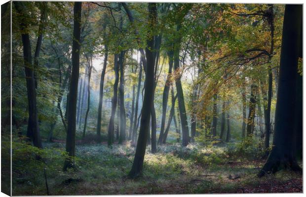 Autumn Woodlands Canvas Print by Ceri Jones
