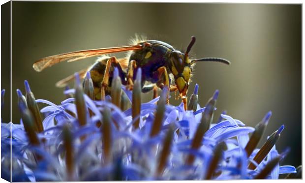 Wasp on Flower Canvas Print by Ceri Jones