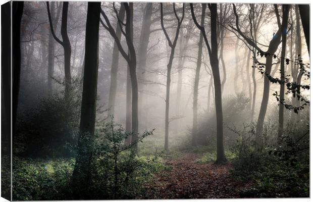 Misty Woodlands Canvas Print by Ceri Jones