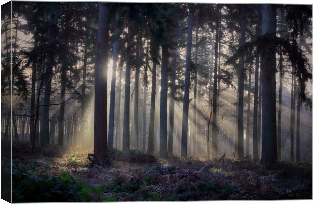 Winter Pine Woodlands Canvas Print by Ceri Jones