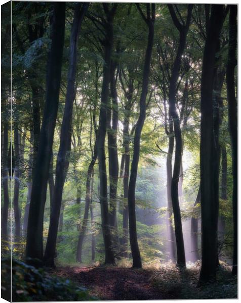 Morning Woodlands Canvas Print by Ceri Jones