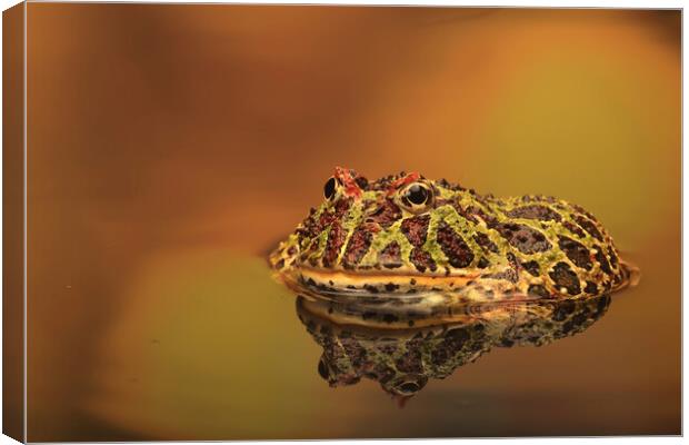 Argentinian Ornate Horney Frog Canvas Print by Ceri Jones