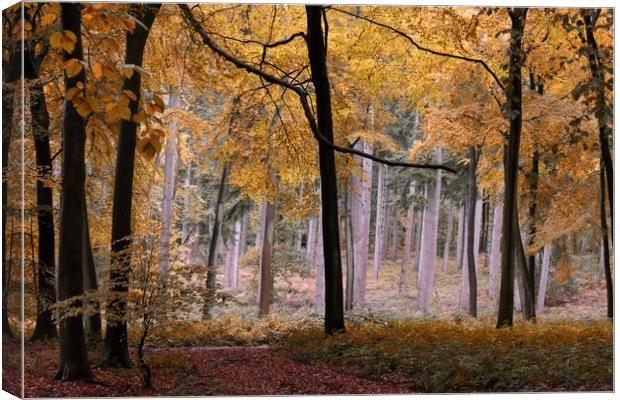 Autumn Forest Canvas Print by Ceri Jones