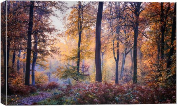 Autumn Morning Light Canvas Print by Ceri Jones