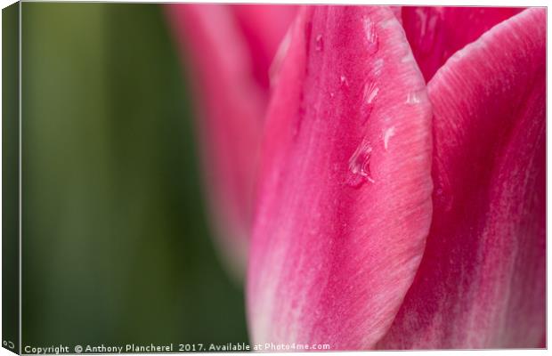 Tears of a Tulip Canvas Print by Anthony Plancherel