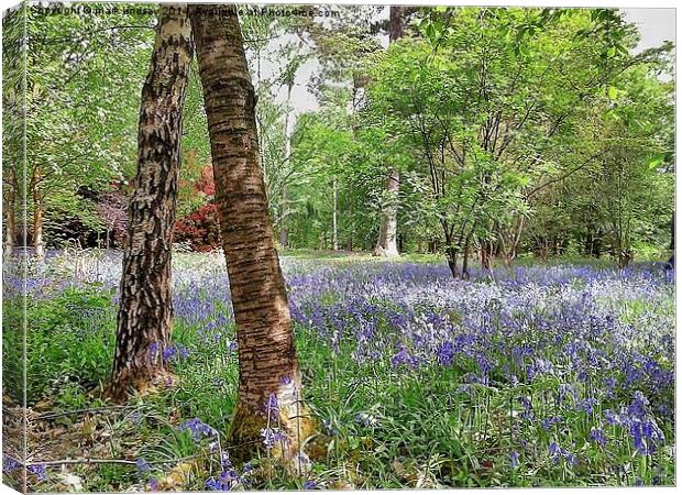 bluebell woods Canvas Print by mark lindsay