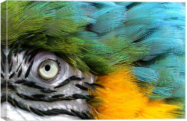 Macaw up close Canvas Print by John Mayhew