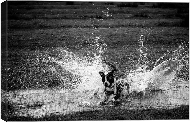 Splashdown Canvas Print by Mark Hobbs