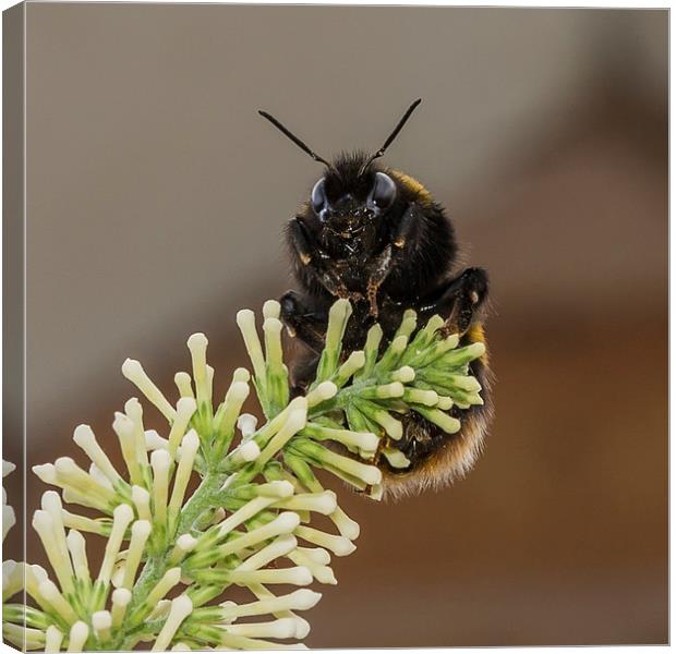 Bumble Bee Canvas Print by Mark Hobbs