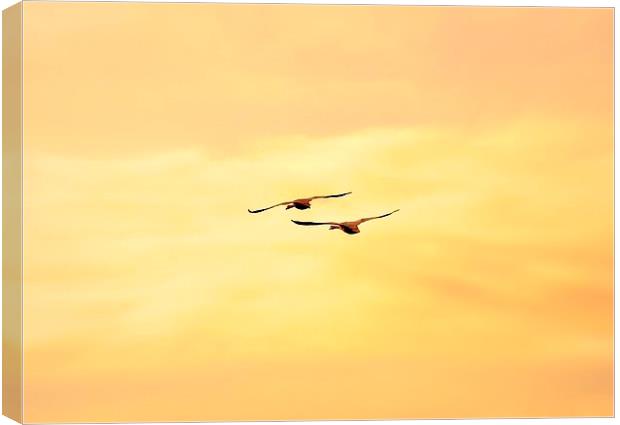 FLYING HIGH AND FREE Canvas Print by len milner