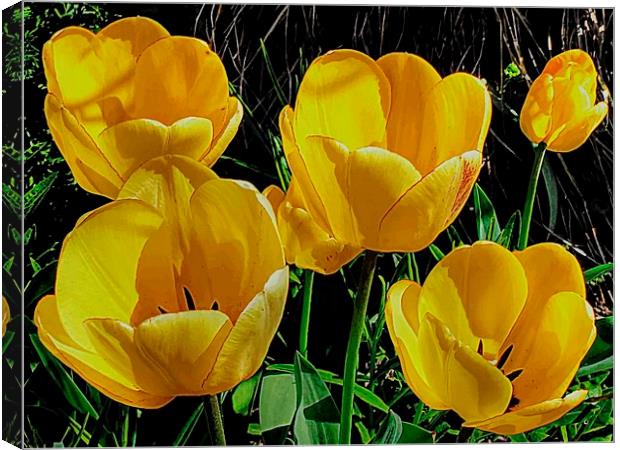 FIVE YELLOW TULIPS Canvas Print by len milner