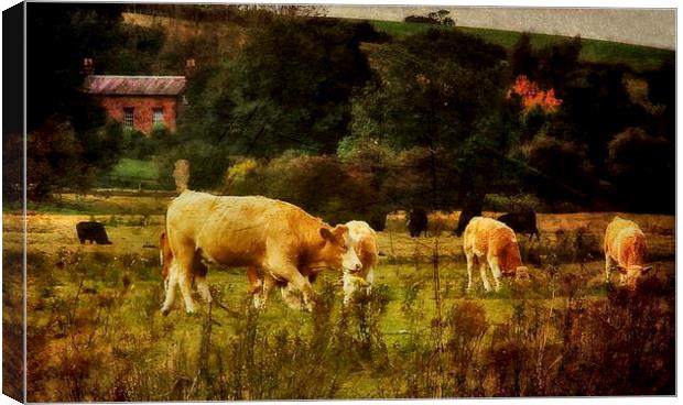 CHEWING THE CUD  Canvas Print by len milner