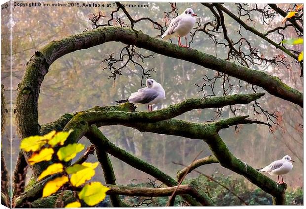 GULLS ON HIGHER PERCHES  Canvas Print by len milner