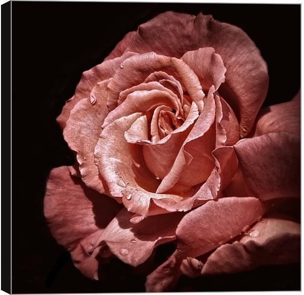 PERFECT ROSE Canvas Print by len milner