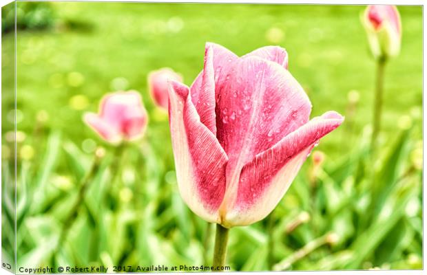 Flower in Scotland 4 Canvas Print by Robert Kelly