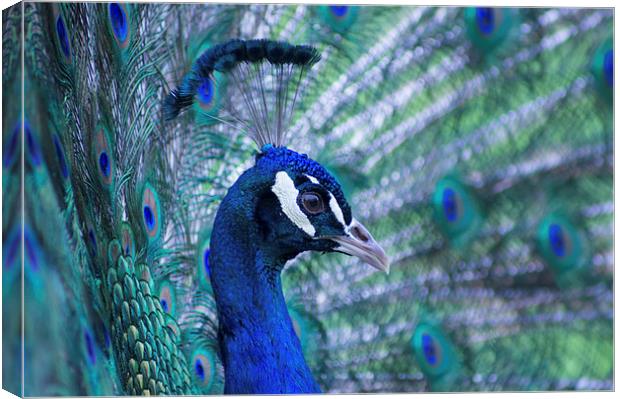 peacock Canvas Print by Eric Fouwels