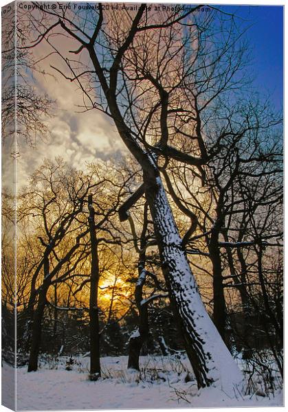 snow tree at sunrise Canvas Print by Eric Fouwels