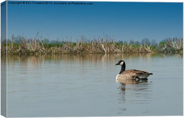 canadian goose Canvas Print by Eric Fouwels
