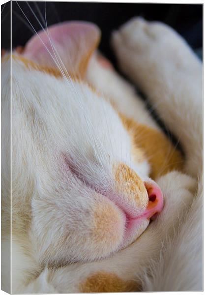 sleeping cat Canvas Print by Eric Fouwels