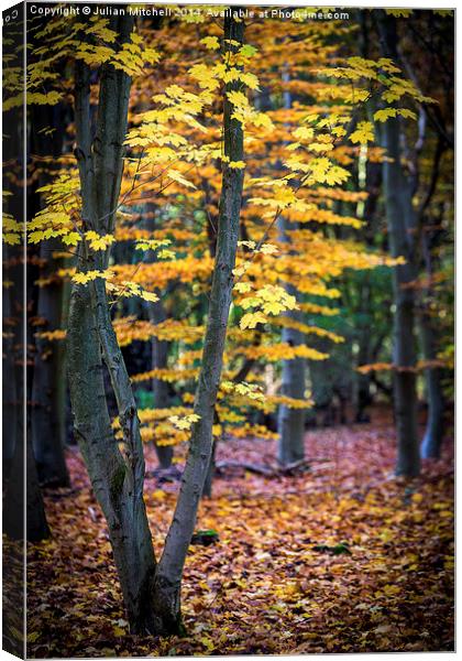 Autumn Leaves Canvas Print by Julian Mitchell