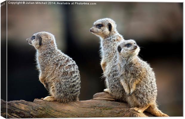 Meerkats Canvas Print by Julian Mitchell