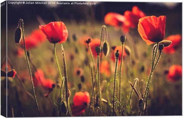 Poppies Canvas Print by Julian Mitchell