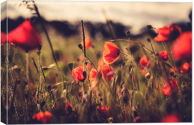Poppies Canvas Print by Julian Mitchell