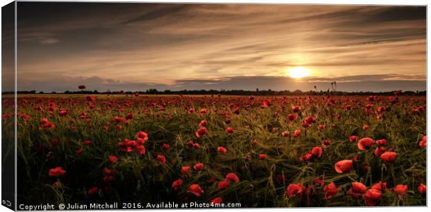 Poppy field at sunset Canvas Print by Julian Mitchell