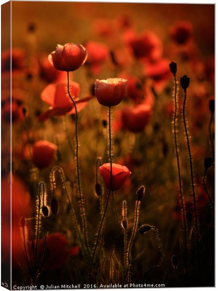 The Poppy Lamp Canvas Print by Julian Mitchell