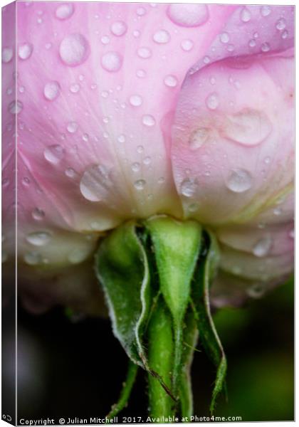 Rose after the rain Canvas Print by Julian Mitchell