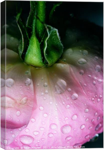 Rose after the rain Canvas Print by Julian Mitchell
