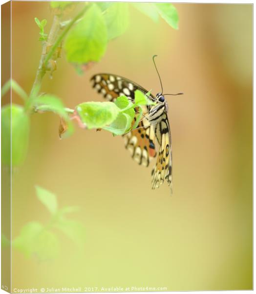 Butterfly Canvas Print by Julian Mitchell