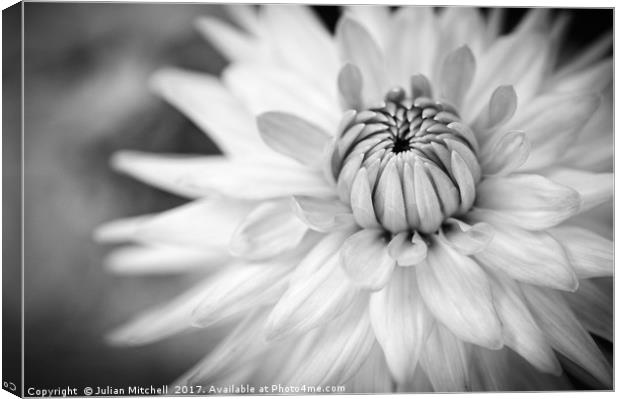 Dhalia in Black & White Canvas Print by Julian Mitchell