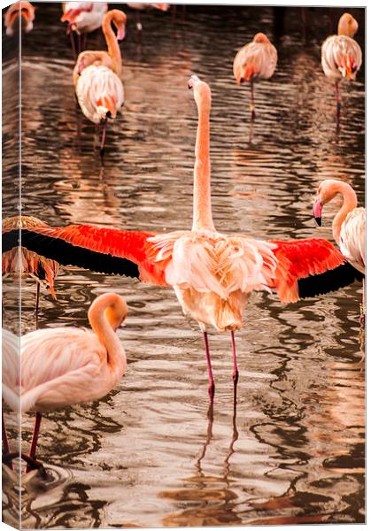 Flamingo Canvas Print by