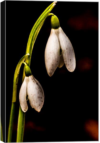 Snowdrops Canvas Print by